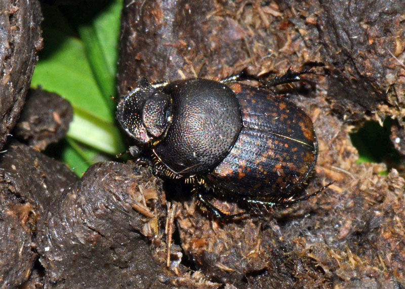 Onthophagus sp. Gran Sasso (Aq)